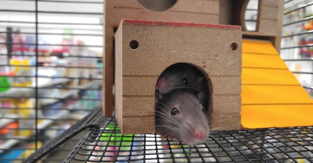 découvrez tout sur les rats : comportement, caractéristiques, habitat et bien plus encore, en explorant notre guide complet.